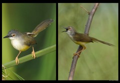 Prinia flaviventris