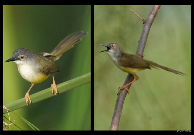 Prinia flaviventris • © Con Foley • All Rights Reserved