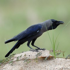 Corvus splendens