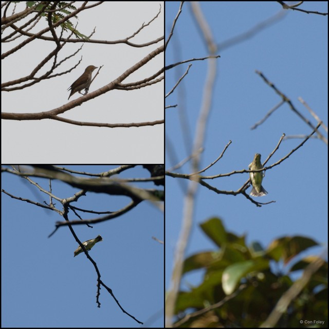 Pachyglossa agilis • © Con Foley • All Rights Reserved