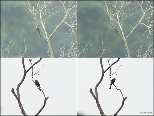 Dicrurus leucophaeus • © Con Foley • All Rights Reserved