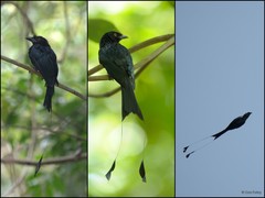 Dicrurus paradiseus (Linnaeus, 1766)