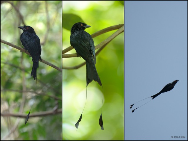 Dicrurus paradiseus • © Con Foley • All Rights Reserved