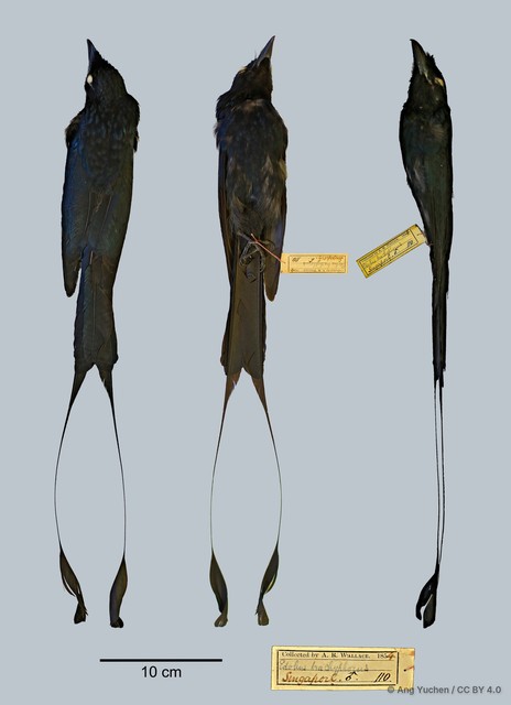 Dicrurus paradiseus