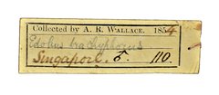Dicrurus paradiseus • All Rights Reserved Museum Label