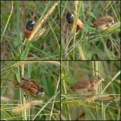 Lonchura atricapilla