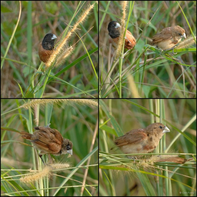 Lonchura atricapilla • © Con Foley • All Rights Reserved
