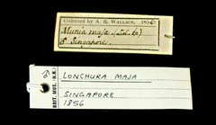 Lonchura maja • All Rights Reserved Museum Label