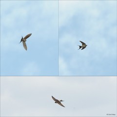 Cecropis daurica (Laxmann, 1769)