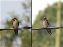 Hirundo tahitica Gmelin, 1789