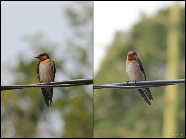 Hirundo tahitica • © Con Foley • All Rights Reserved