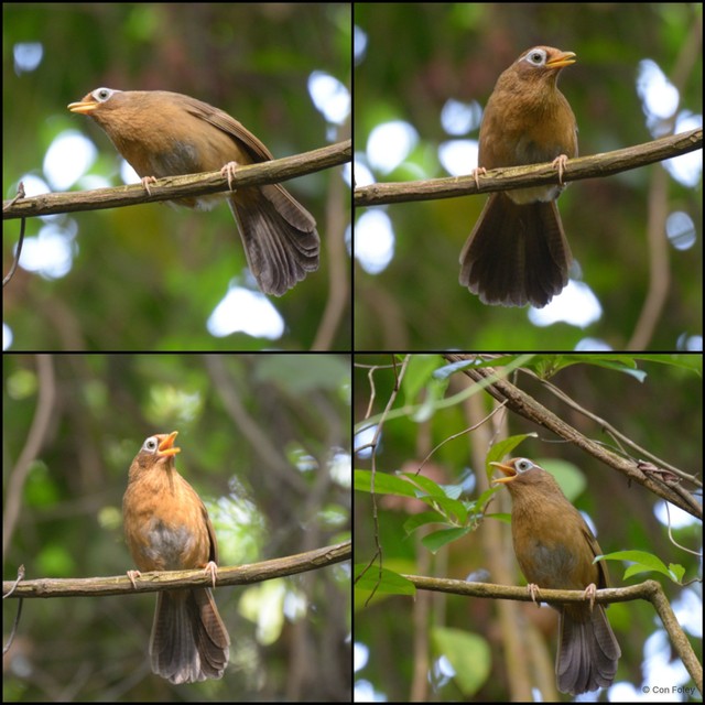 Garrulax canorus • © Con Foley • All Rights Reserved