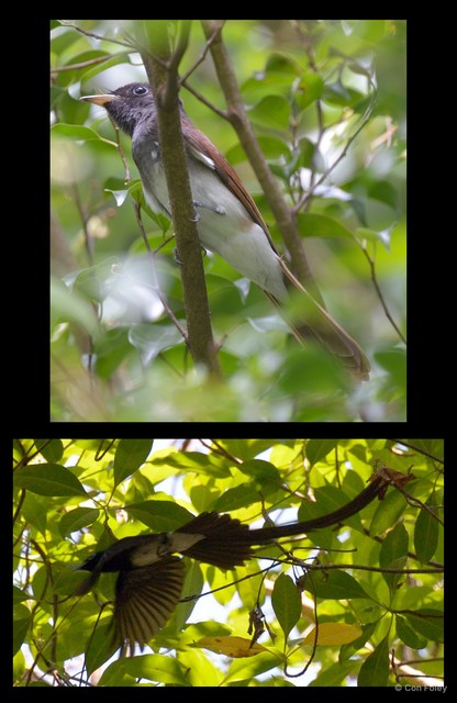 Terpsiphone atrocaudata • © Con Foley • All Rights Reserved