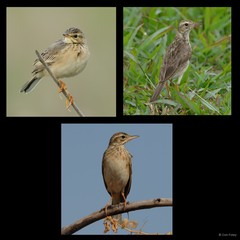 Anthus rufulus
