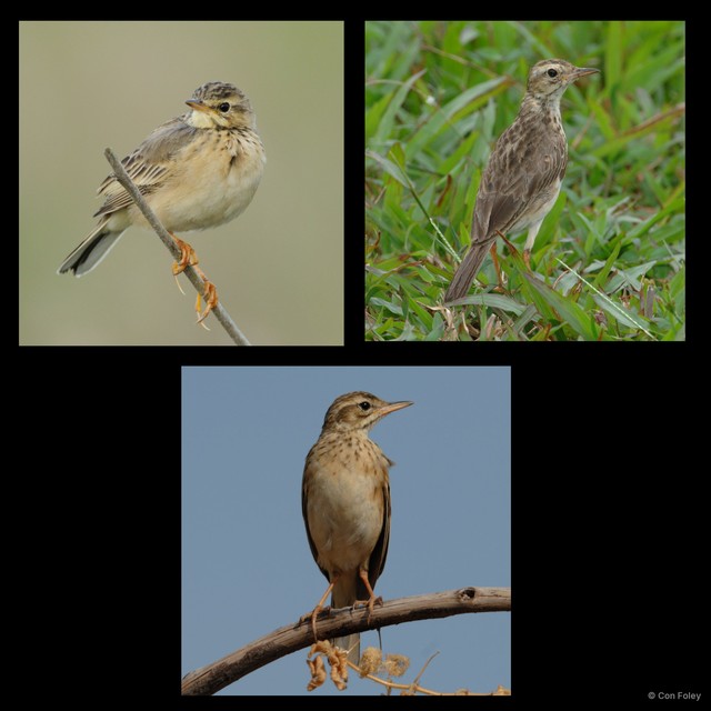 Anthus rufulus • © Con Foley • All Rights Reserved