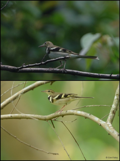 Dendronanthus indicus • © Con Foley • All Rights Reserved