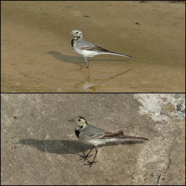 Motacilla alba • © Con Foley • All Rights Reserved