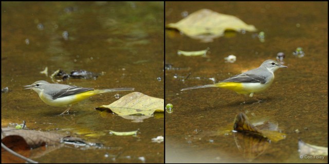 Motacilla cinerea • © Con Foley • All Rights Reserved