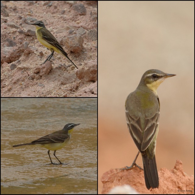 Motacilla tschutschensis • © Con Foley • All Rights Reserved