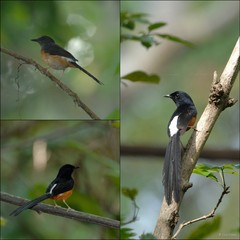 Copsychus malabaricus • © Con Foley • All Rights Reserved