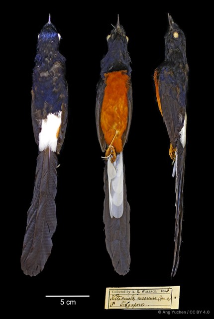 Copsychus malabaricus