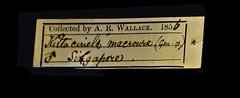 Copsychus malabaricus • All Rights Reserved Museum Label