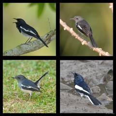 Copsychus saularis