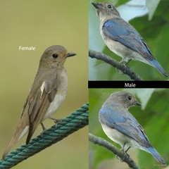 Cyanoptila cyanomelana