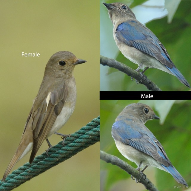 Cyanoptila cyanomelana • © Con Foley • All Rights Reserved