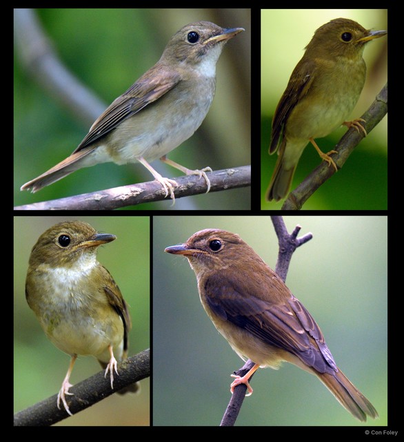 Cyornis brunneatus • © Con Foley • All Rights Reserved