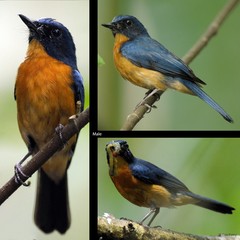 Cyornis rufigastra