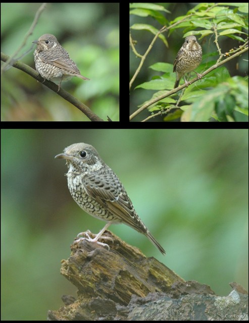 Monticola gularis • © Con Foley • All Rights Reserved