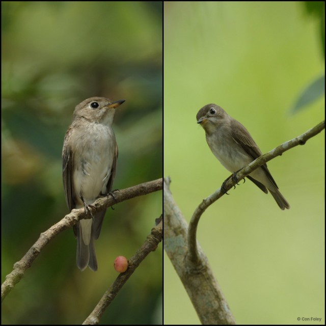 Muscicapa dauurica • © Con Foley • All Rights Reserved