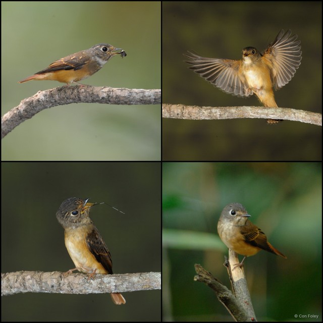 Muscicapa ferruginea • © Con Foley • All Rights Reserved