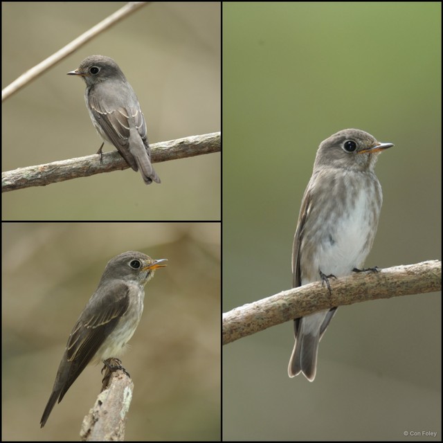 Muscicapa sibirica • © Con Foley • All Rights Reserved
