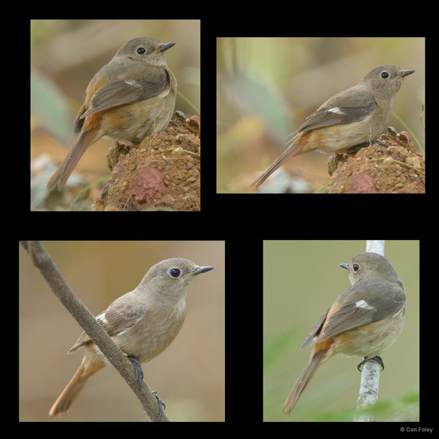 Phoenicurus auroreus • © Con Foley • All Rights Reserved
