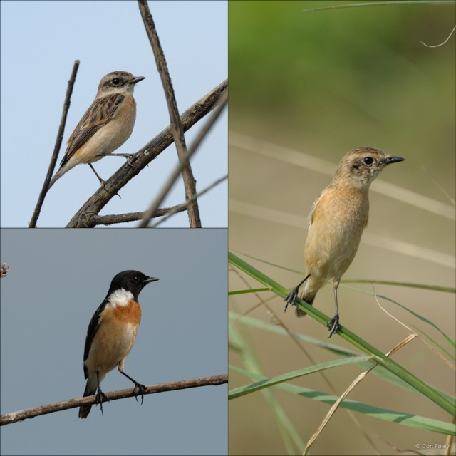 Saxicola stejnegeri • © Con Foley • All Rights Reserved