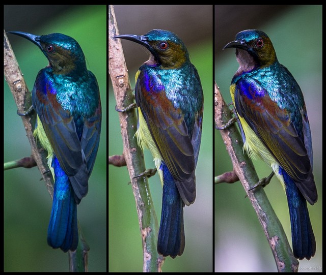 Anthreptes malacensis • © Joseph Nair • All Rights Reserved
