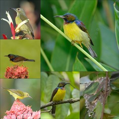 Anthreptes malacensis • © Con Foley • All Rights Reserved