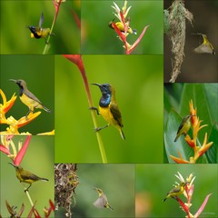 Cinnyris jugularis