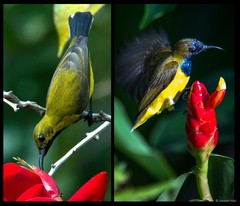 Cinnyris jugularis • © Joseph Nair • All Rights Reserved