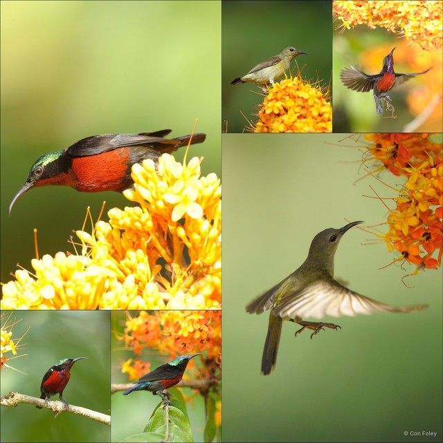 Leptocoma brasiliana • © Con Foley • All Rights Reserved