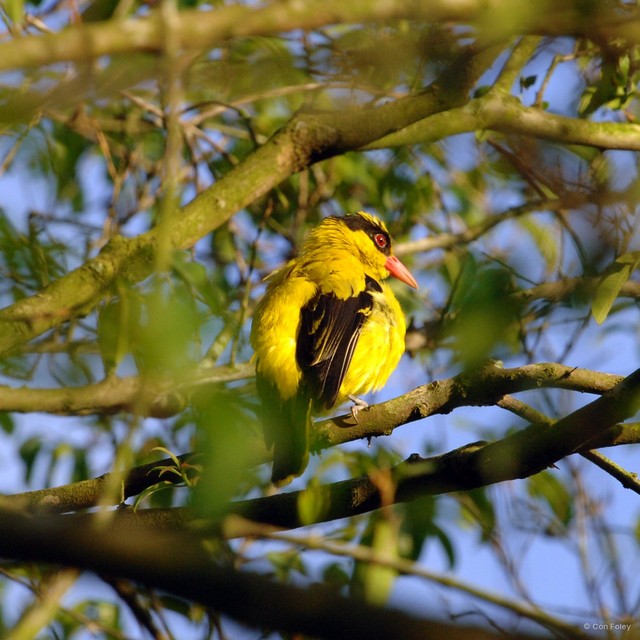 Oriolus chinensis • © Con Foley • All Rights Reserved