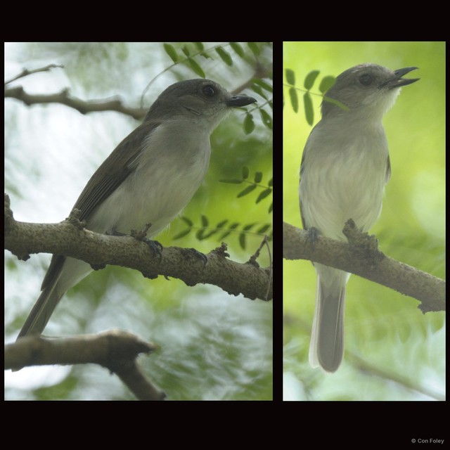 Pachycephala cinerea • © Con Foley • All Rights Reserved