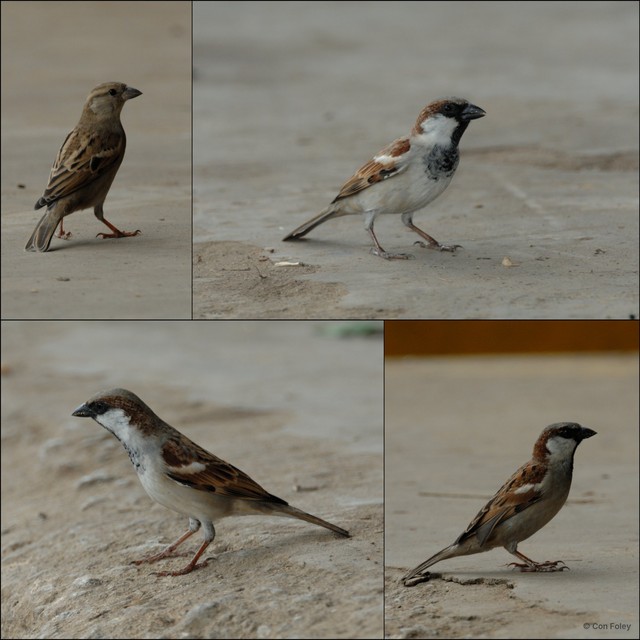 Passer domesticus • © Con Foley • All Rights Reserved