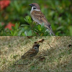 Passer montanus