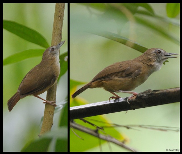 Malacocincla abbotti • © Con Foley • All Rights Reserved