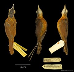 Pellorneum nigrocapitatum • © Ang Yuchen • CC BY 4.0