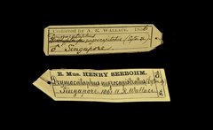 Pellorneum nigrocapitatum • All Rights Reserved Museum Label