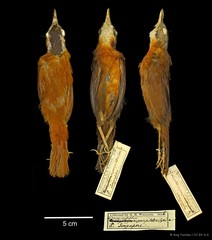 Pellorneum nigrocapitatum • © Ang Yuchen • CC BY 4.0